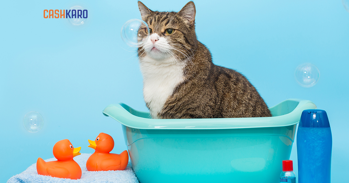 10 Best Cat Shampoos in India for a Purr-fect Coat