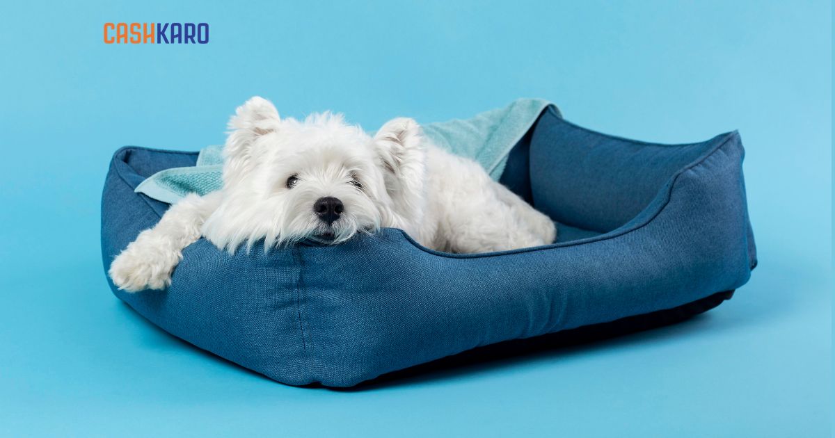 11 Best Dog Beds in India for the Ultimate Comfort